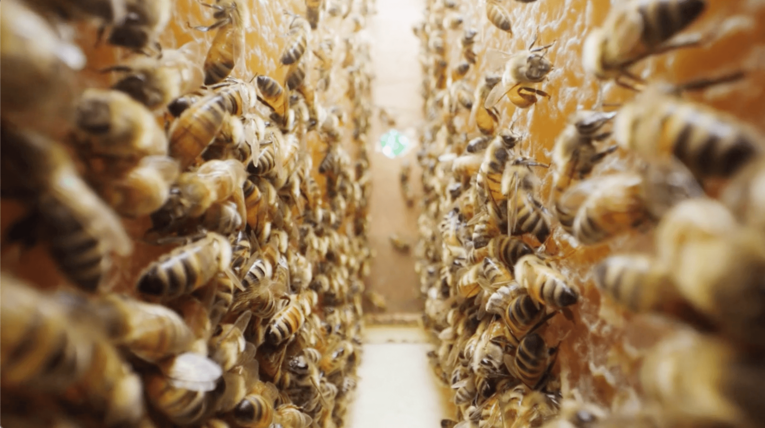 Bees representing focused effort